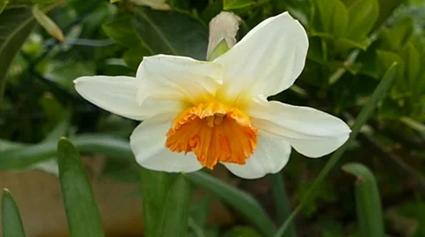 Yellowish Flower With Orange In The Middle Stock Footage 48963519