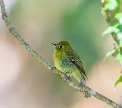 Yellowish Flycatcher perched on a tree branch Stock Photos