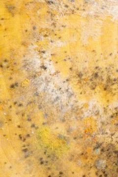 Yellowish surface with dark spots and patches of mold Stock Photos