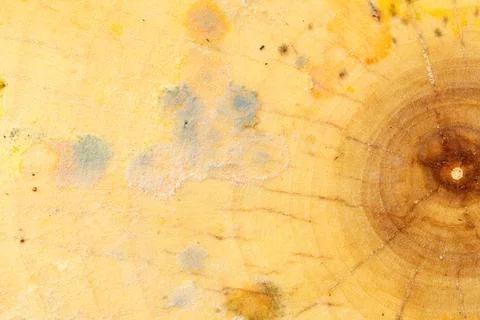 Yellowish surface with dark spots and patches of mold Stock Photos