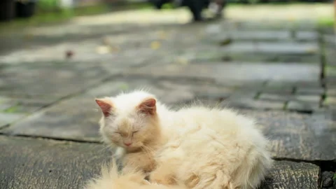 Yellowish white cute cat close up shot at home Stock Footage 223890447