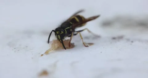 Yellowjacket Eating Meat Stock Footage 157413597