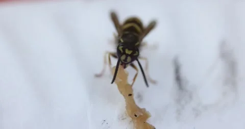 Yellowjacket Eating Meat Stock Footage 157413684