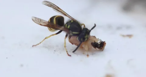 Yellowjacket Eating Meat Stock Footage 157413862
