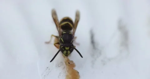 Yellowjacket Eating Meat Stock Footage 157413882