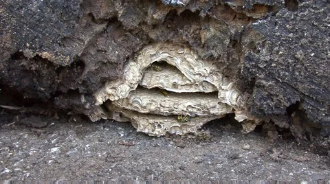 Yellowjacket Nest 스톡 동영상 64800294