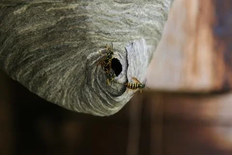 Yellowjacket nest Stock Photos