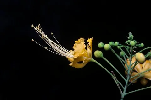 YELLOWJACKET Stock Photos