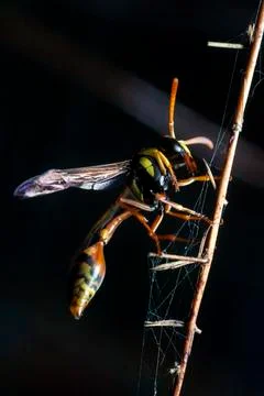 YELLOWJACKET Stock Photos