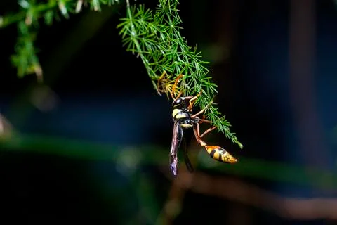 YELLOWJACKET Stock Photos
