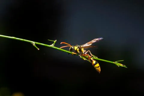 YELLOWJACKET Stock Photos