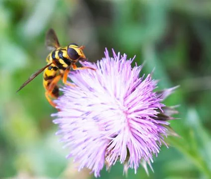 Yellowjacket 스톡 사진