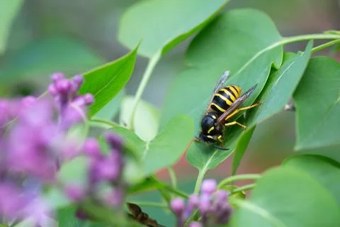 Yellowjacket resting on lilac leaf Stock Photos
