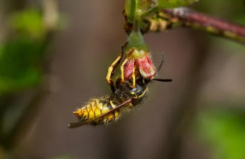 Yellowjacket on small flower Stock Photos