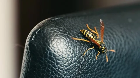 Yellowjacket social wasp macro close-up on dark leather 4k footage Stock Footage 251991073