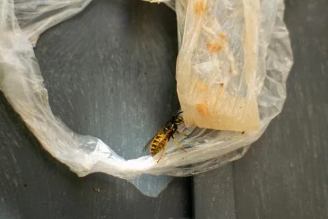 A yellowjacket wasp crawling on a discarded plastic bag with food residue Stock Photos