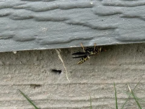 Yellowjacket Wasp Emerging from Siding Gap Stock Photos