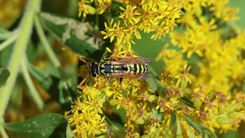 Yellowjacket wasp on flower. Slow motion Video stock 237574972