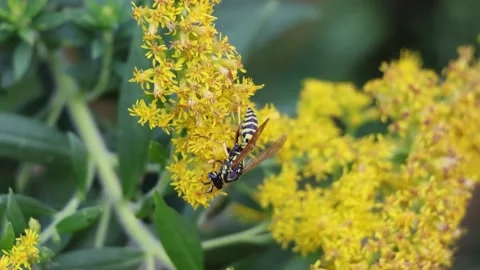Yellowjacket wasp on flower. Slow motion Video stock 237574973