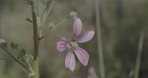 A yellowjacket wasp gathering pollen and nectar Video stock 134875285