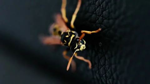 Yellowjacket wasp staying still macro close-up on dark leather 4k footage Stock Footage 251991529