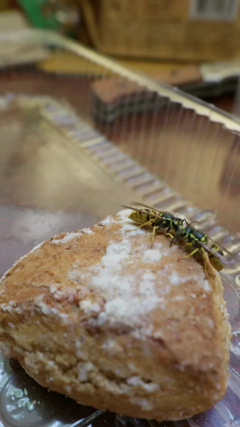 Yellowjacket Wasps Crawling on Sweet Pastry Food Container Indoors Stock Footage 344771213