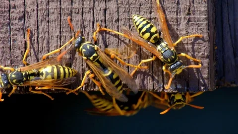 Yellowjacket Wasps 스톡 동영상 113245974