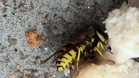 Yellowjacket works to remove bits of chicken Stock Footage 310641171