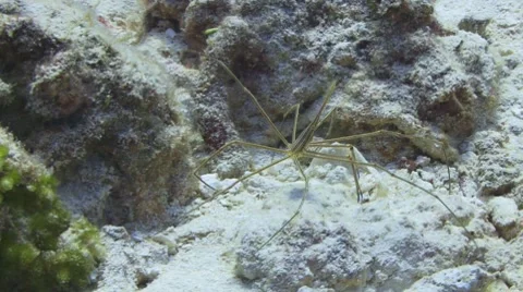 Yellowline Arrow Crab Видео 7730866