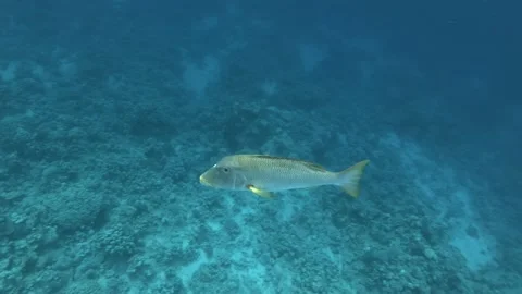 Yellowlip Emperor -  Lethrinus xanthochilus swims near coral reef Stock Footage 166691853