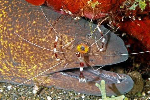 Yellowmargin Moray Eel with Cleaner Shrimp Foto stock
