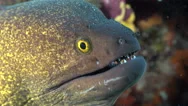 Yellowmargin Moray Eel Close Up Shot - Gymnothorax Flavimarginatus, Red Sea Stock Footage