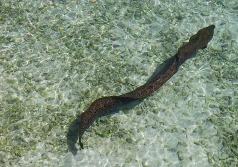 Yellowmargin moray Foto stock