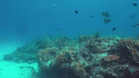 Yellowmargin Triggerfish 4k Stock Footage 78377875