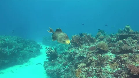 Yellowmargin Triggerfish 4k Stock Footage 78381927