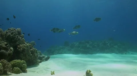 Yellowmargin Triggerfish on a coral reef Stock Footage 51591484