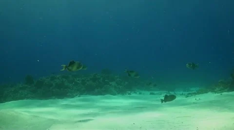 Yellowmargin Triggerfish Stock Footage 51592985