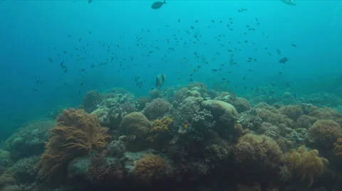 Yellowmargin Triggerfish Stock Footage 66864323