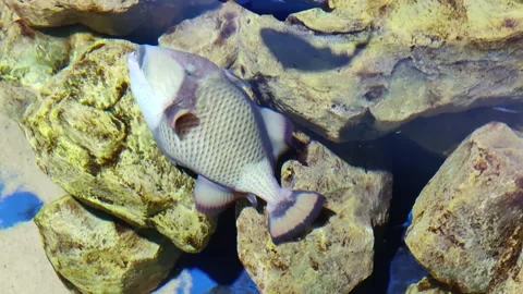 Yellowmargin triggerfish  Stock Footage 245324663