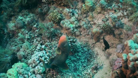 Yellowmargin Triggerfish Hovering In Deep Sea With Colorful Reefs Stock Footage 145389160