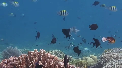 Yellowmargin triggerfish, pseudobalistes flavimarginatus, at cleaning station Stock Footage 80664855