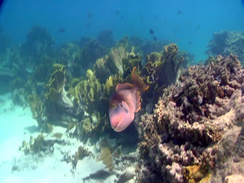 Yellowmargin triggerfish swimming in deep water passage, Pseudobalistes Stock Footage 38272577