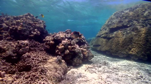 Yellowmargin triggerfish swimming in deep water passage, Pseudobalistes Stock Footage 62217784