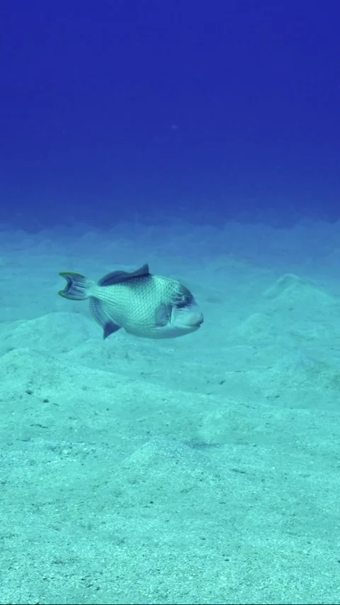 Yellowmargin Triggerfish swimming fast over sand seabed covered with hills at Stock Footage 253403479