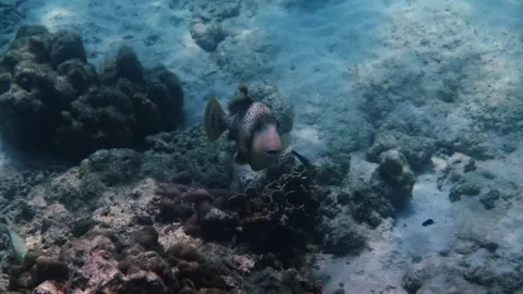 Yellowmargin triggerfish swimming over coral reef, marine wildlife Stock Footage 340554840