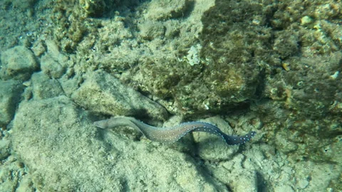 Yellowmouth Moray Eel Moving Around Coral Reef Vídeo Stock 304932910