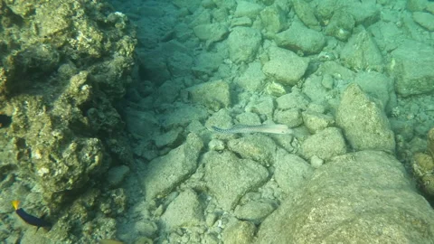 Yellowmouth Moray Eel Sea Creature Glides and Slithers over to Coral Reef Stockbeeldmateriaal 303053822