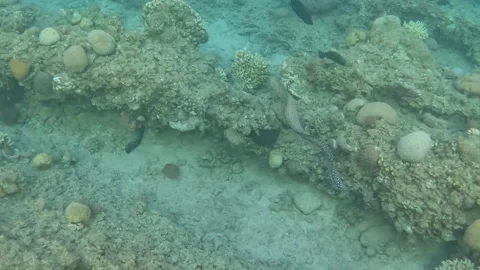 Yellowmouth Moray Eel Slithers Through Coral Reef Vídeo Stock 305924279