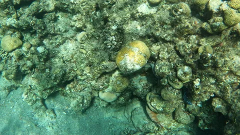 Yellowmouth Moray Eel Unique Underwater Sea Creature Slithering in and out of Co Vídeo Stock 302609253