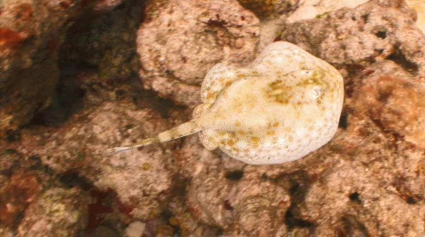 Yellowray overhead  Stock Footage 721918